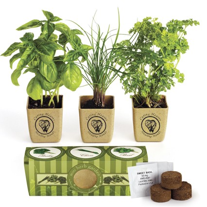 Herb Planters for Trade Shows
