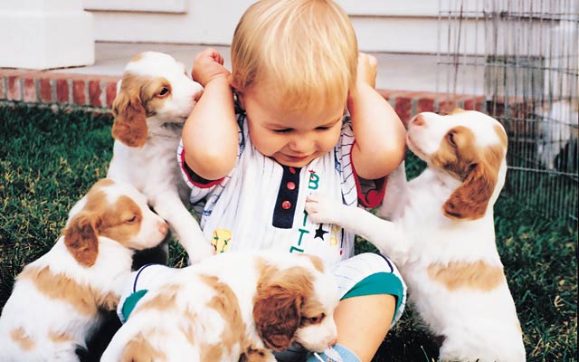 If Puppies Ran Trade Shows and Events