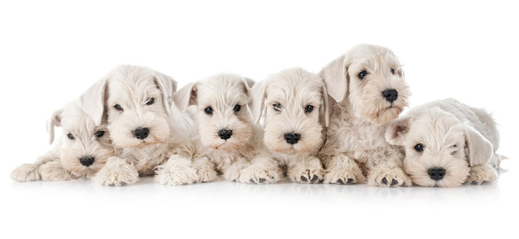 trade shows and puppies