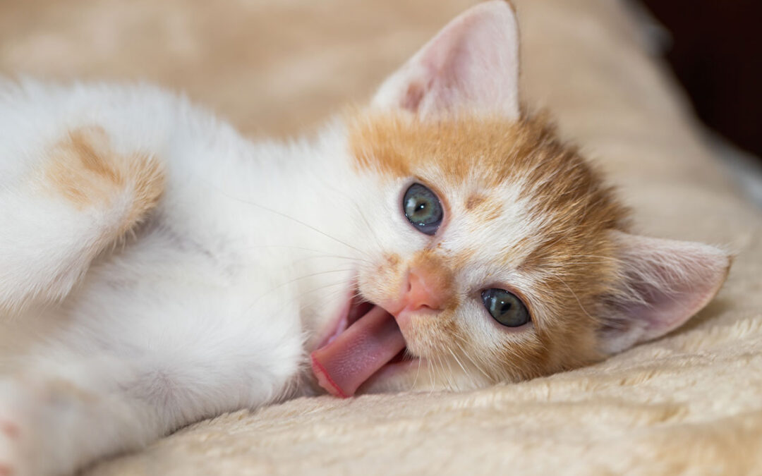 If Kittens Ran Trade Shows and Events