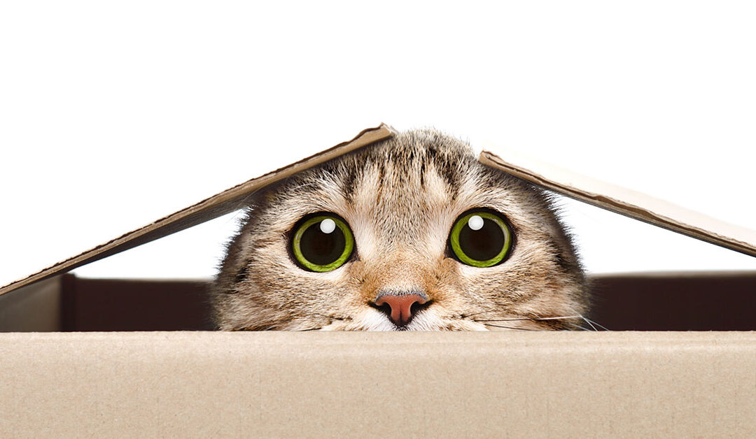 What Cats Can Teach Us About Trade Shows