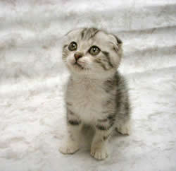 kitten_low trade shows and kittens